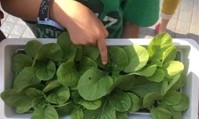 家庭如何种植小白菜？简单4步，长爆盆，吃也吃不完 - 图画吧TUHUABA