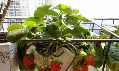 新手也能种出甜甜草莓！家庭阳台种植保姆级攻略 - 图画吧TUHUABA