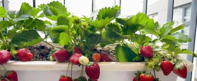 新手也能种出甜甜草莓！家庭阳台种植保姆级攻略 - 图画吧TUHUABA