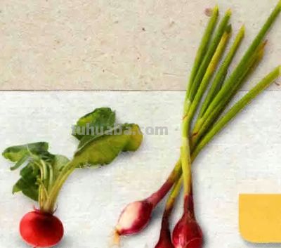 最佳室内蔬果的种植方法及植物档案 - 图画吧TUHUABA