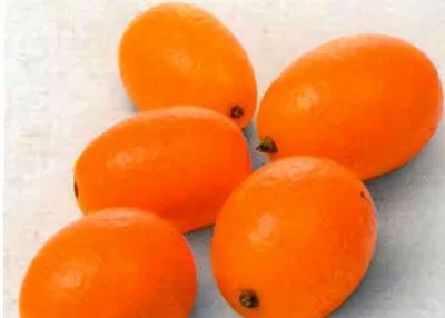 最佳室内蔬果的种植方法及植物档案 - 图画吧TUHUABA