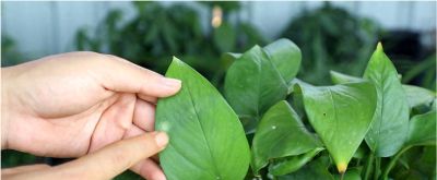 绿萝黄叶，土只是“背锅侠”？养花小白亲测3大元凶 - 今日头条