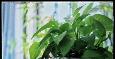 室内绿萝养殖核心事项 - 今日头条