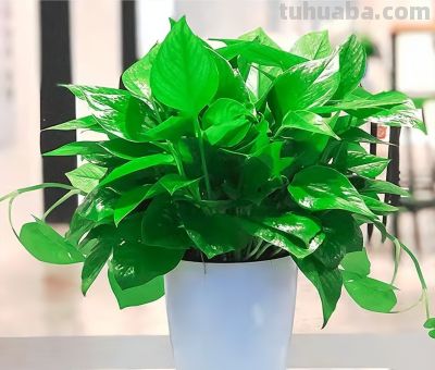 绿萝黄叶，土只是“背锅侠”？养花小白亲测3大元凶 - 图画吧TUHUABA