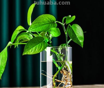 绿萝爆盆终极指南：告别黄叶烂根，轻松养成瀑布墙 - 图画吧TUHUABA