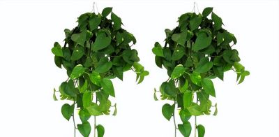 绿萝爆盆终极指南：告别黄叶烂根，轻松养成瀑布墙 - 图画吧TUHUABA