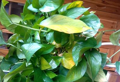 绿萝爆盆终极指南：告别黄叶烂根，轻松养成瀑布墙 - 图画吧TUHUABA