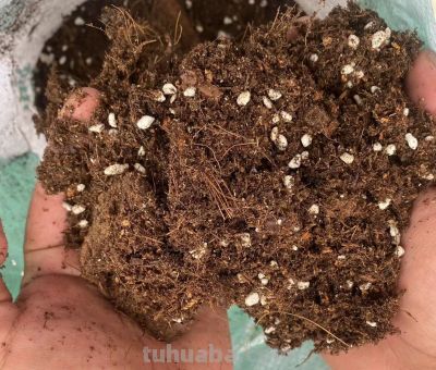 绿萝爆盆终极指南：告别黄叶烂根，轻松养成瀑布墙 - 图画吧TUHUABA