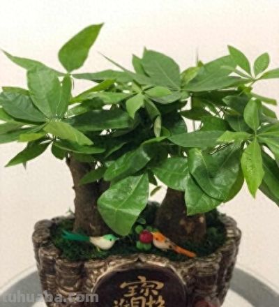 发财树开春：4件事一做反，直接烂根白养一年！90%花友都中招！ - 今日头条