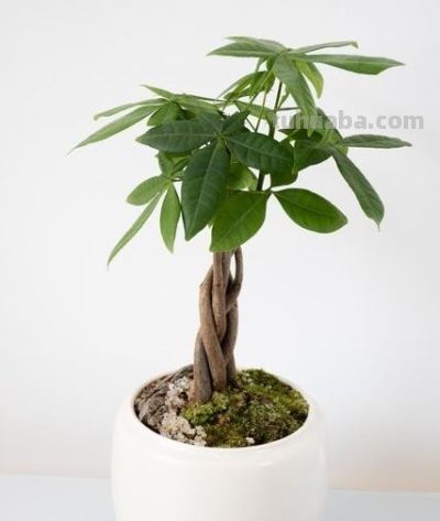 开春养发财树别乱来！这4件事一做反，烂根又黄叶，再救都难！ - 图画吧TUHUABA