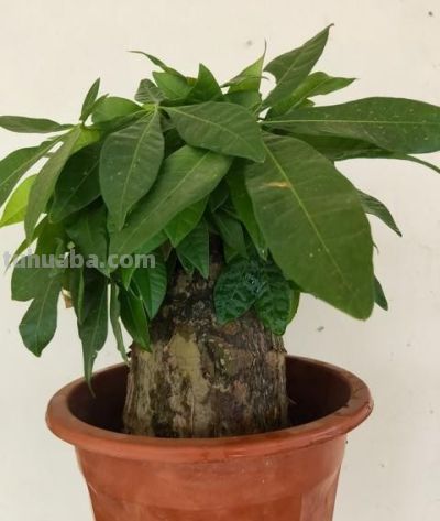 开春养发财树别乱来！这4件事一做反，烂根又黄叶，再救都难！ - 图画吧TUHUABA