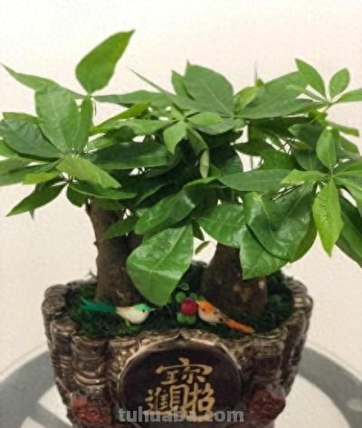 开春养发财树别乱来！这4件事一做反，烂根又黄叶，再救都难！ - 今日头条