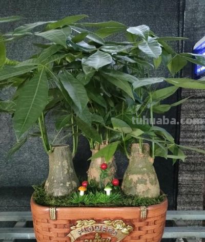 开春养发财树别乱来！这4件事一做反，烂根又黄叶，再救都难！ - 图画吧TUHUABA