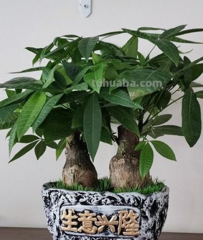 开春养发财树别乱来！这4件事一做反，烂根又黄叶，再救都难！ - 图画吧TUHUABA