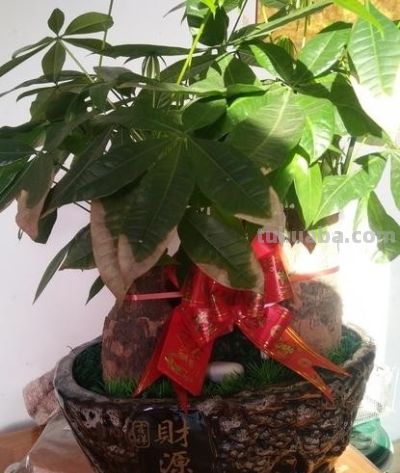 开春养发财树别乱来！这4件事一做反，烂根又黄叶，再救都难！ - 图画吧TUHUABA