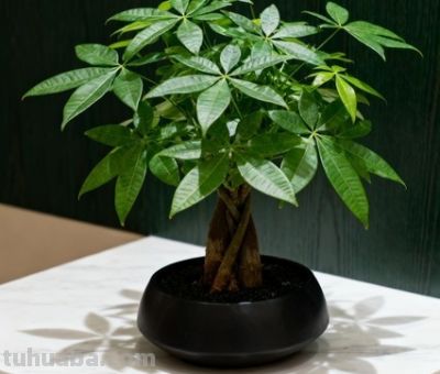 发财树光长个不长叶？咔嚓3刀变矮冬瓜，圆润又招财！ - 今日头条