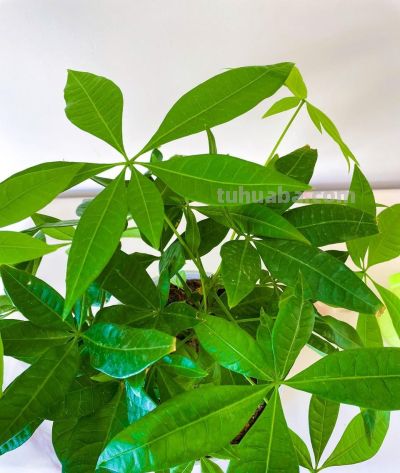 发财树总黄叶掉叶？避开这3个养护坑，叶片油绿不落叶 - 图画吧TUHUABA