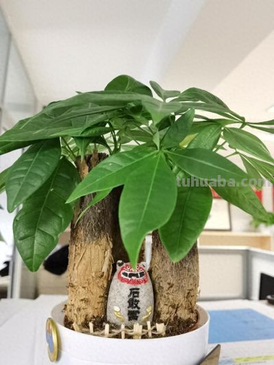 发财树总黄叶掉叶？避开这3个养护坑，叶片油绿不落叶 - 今日头条