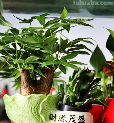 发财树总黄叶掉叶？避开这3个养护坑，叶片油绿不落叶 - 图画吧TUHUABA