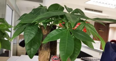 发财树总黄叶掉叶？避开这3个养护坑，叶片油绿不落叶 - 图画吧TUHUABA