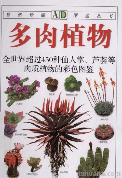 《多肉植物》01 - 今日头条 《多肉植物》01 - 图画吧TUHUABA