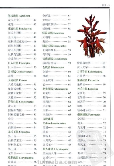 《多肉植物》01 - 今日头条 《多肉植物》01 - 图画吧TUHUABA