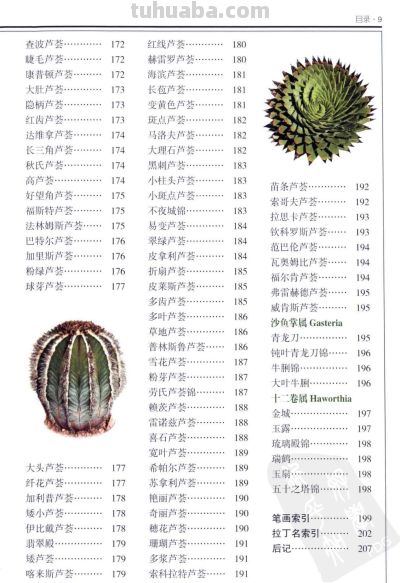 《多肉植物》01 - 今日头条 《多肉植物》01 - 图画吧TUHUABA