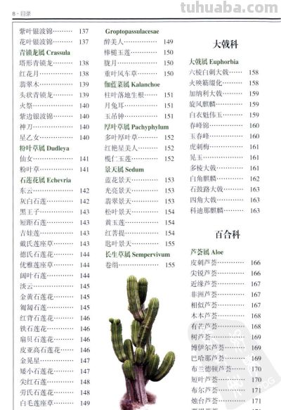 《多肉植物》01 - 今日头条 《多肉植物》01 - 图画吧TUHUABA