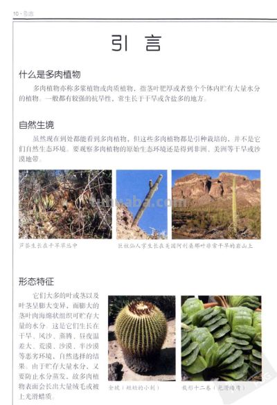 《多肉植物》01 - 今日头条 《多肉植物》01 - 图画吧TUHUABA