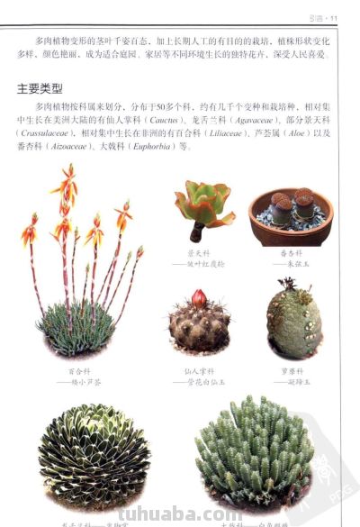 《多肉植物》01 - 今日头条 《多肉植物》01 - 图画吧TUHUABA