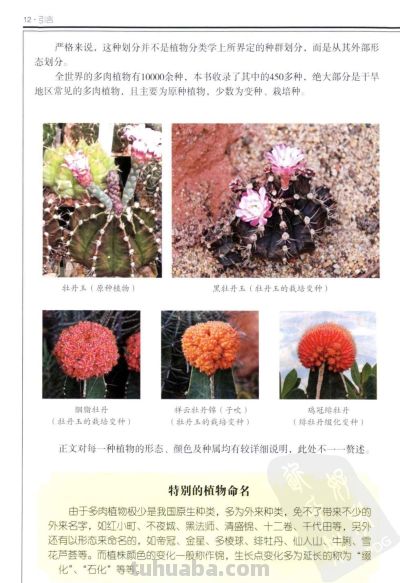 《多肉植物》01 - 今日头条 《多肉植物》01 - 图画吧TUHUABA