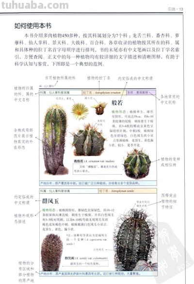《多肉植物》01 - 今日头条 《多肉植物》01 - 图画吧TUHUABA