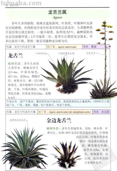 《多肉植物》01 - 今日头条 《多肉植物》01 - 图画吧TUHUABA