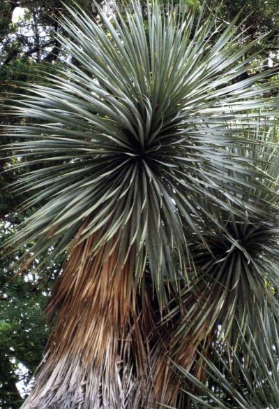 《多肉植物》01 - 今日头条 《多肉植物》01 - 图画吧TUHUABA