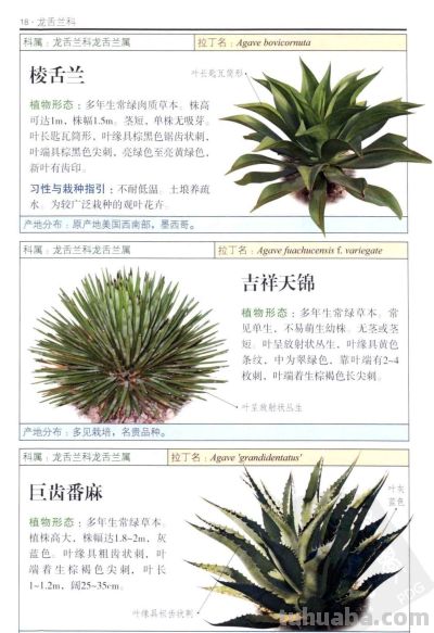 《多肉植物》01 - 今日头条 《多肉植物》01 - 图画吧TUHUABA