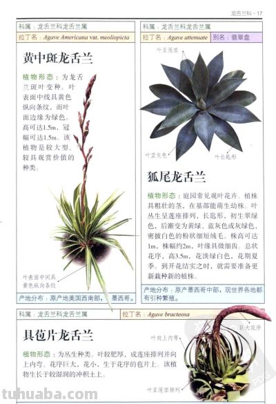 《多肉植物》01 - 今日头条 《多肉植物》01 - 图画吧TUHUABA