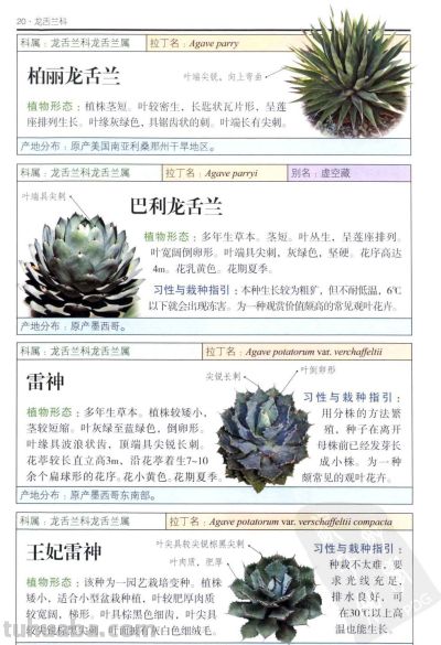 《多肉植物》01 - 今日头条 《多肉植物》01 - 图画吧TUHUABA