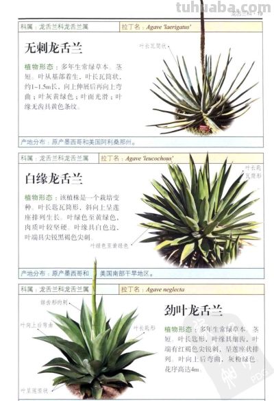 《多肉植物》01 - 今日头条 《多肉植物》01 - 图画吧TUHUABA