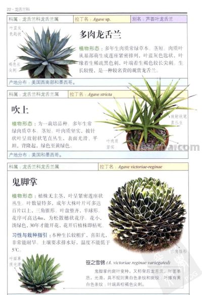 《多肉植物》01 - 今日头条 《多肉植物》01 - 图画吧TUHUABA