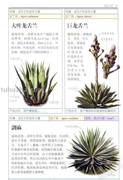《多肉植物》01 - 今日头条 《多肉植物》01 - 图画吧TUHUABA