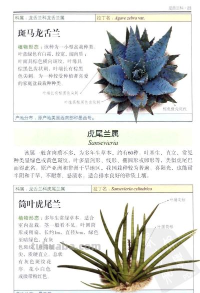 《多肉植物》01 - 今日头条 《多肉植物》01 - 图画吧TUHUABA