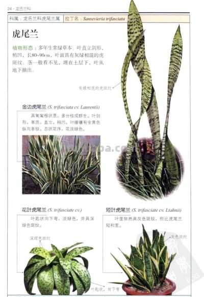 《多肉植物》01 - 今日头条 《多肉植物》01 - 图画吧TUHUABA