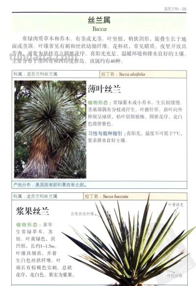 《多肉植物》01 - 今日头条 《多肉植物》01 - 图画吧TUHUABA