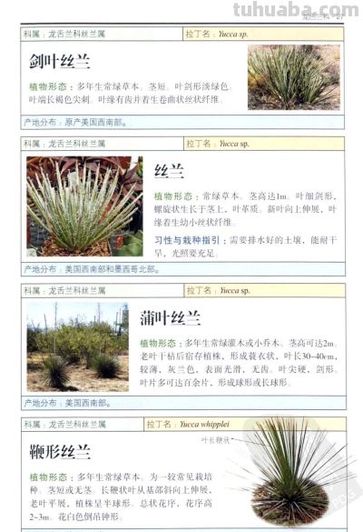 《多肉植物》01 - 今日头条 《多肉植物》01 - 图画吧TUHUABA