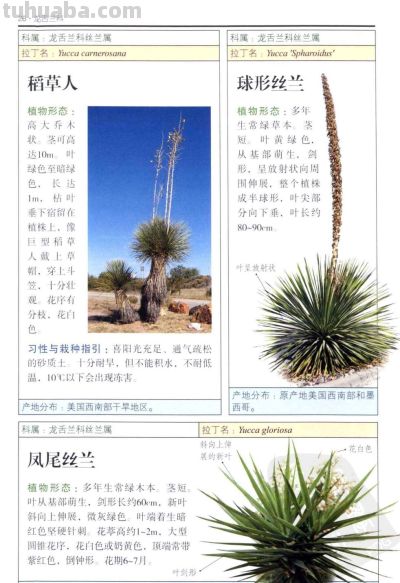 《多肉植物》01 - 今日头条 《多肉植物》01 - 图画吧TUHUABA