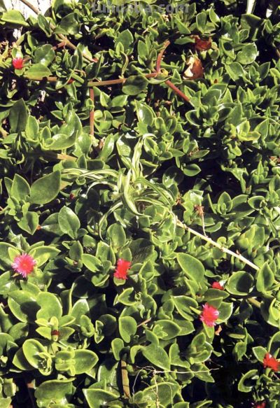 《多肉植物》01 - 今日头条 《多肉植物》01 - 图画吧TUHUABA