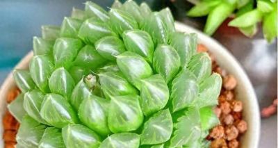 耐阴的6种多肉，别随便晒，晒一次就后悔！ - 今日头条