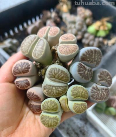 2026年多肉圈避坑指南！12种生石花常见热门品种全拆解，再不买错 - 图画吧TUHUABA