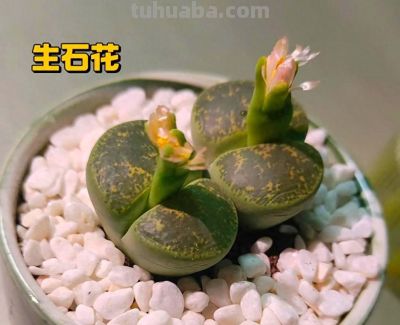 2026年多肉圈避坑指南！12种生石花常见热门品种全拆解，再不买错 - 图画吧TUHUABA