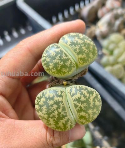 2026年多肉圈避坑指南！12种生石花常见热门品种全拆解，再不买错 - 图画吧TUHUABA